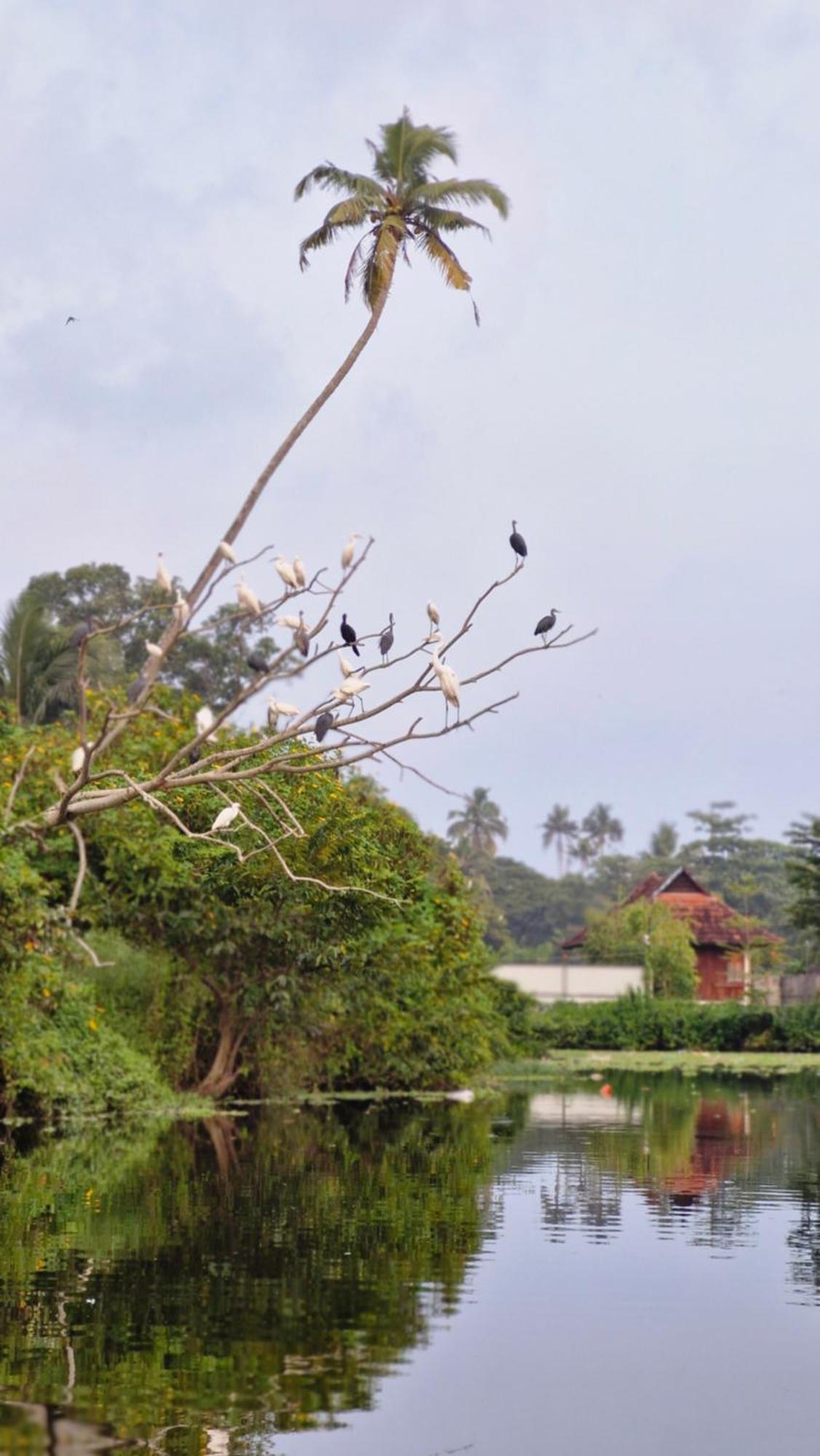 Gypsea Marari Bed & Breakfast Alappuzha Exterior foto
